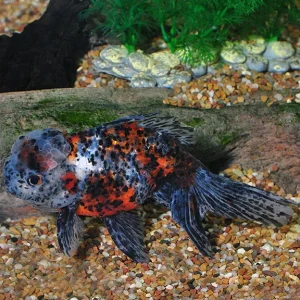 Calico Oranda Goldfish