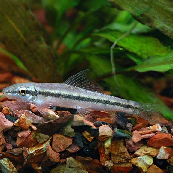 Chinese Algae Eater