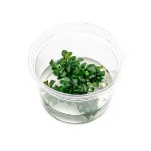 Bucephalandra Sintang Green UNS Tissue Culture