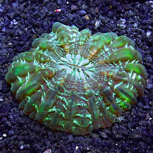 Button Coral, Cynarina - Image 2
