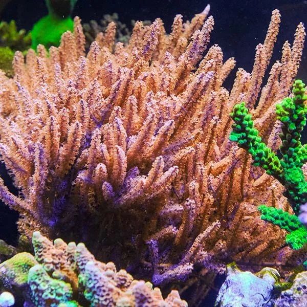 LiveAquaria® CCGC Aquacultured Purple Gorgonia Coral - Image 2
