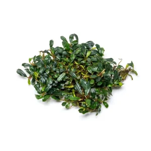 Bucephalandra Purple Blue