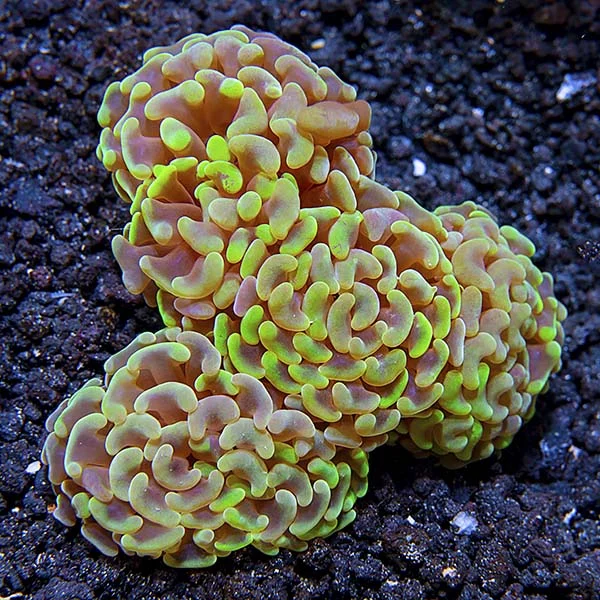 Hammer Coral, Branching - Image 2