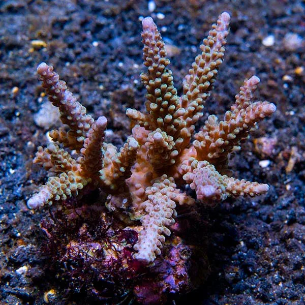 Acropora parilis - Image 2