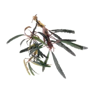 Bucephalandra Kayu Lapis