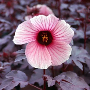 Red Night Blooming Hibiscus