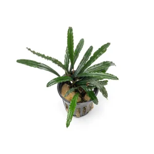 Bucephalandra Green Godzilla Pot