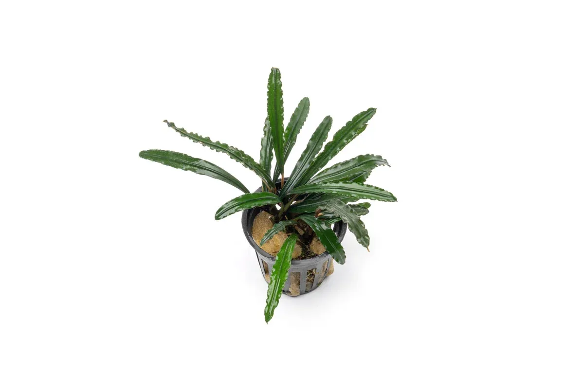 Bucephalandra Green Godzilla Pot