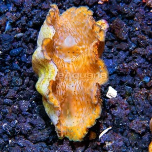 Gigas Clam, Aquacultured