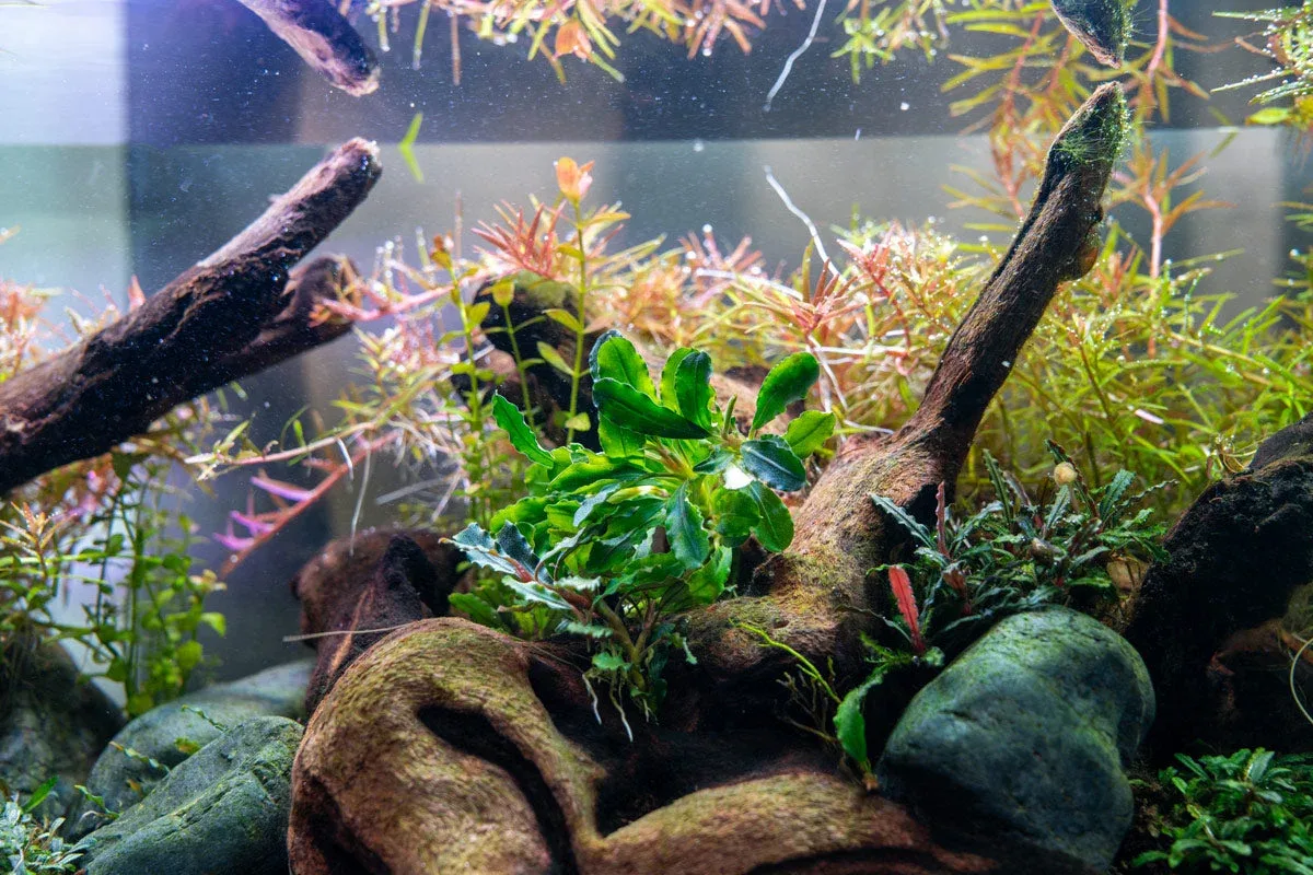 Bucephalandra Titan 2 - Image 2