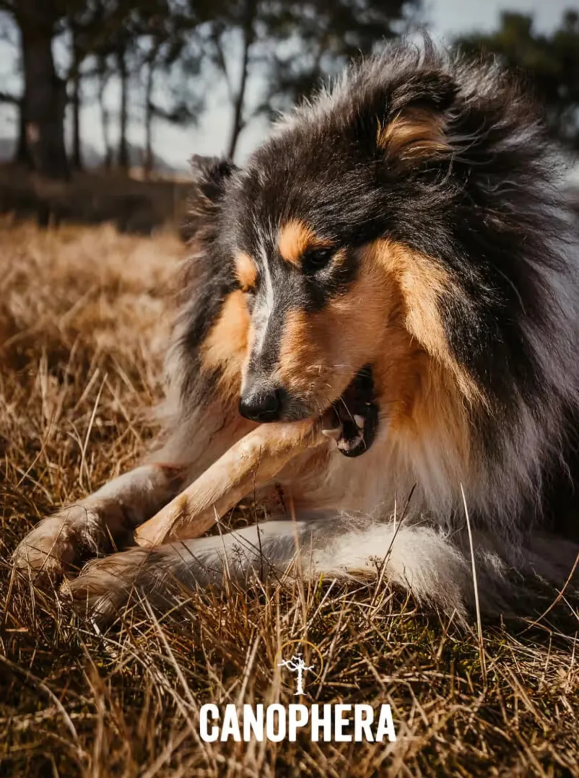 COFFEE WOOD DOG CHEW STICKS - Image 2