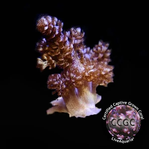 CCGC Aquacultured Soft Coral Frag 4 Pack, assorted - Image 2