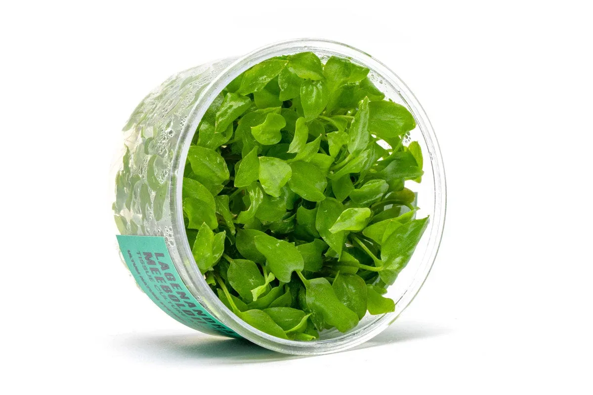 Lagenandra Meeboldii 'Red' UNS Tissue Culture - Image 2