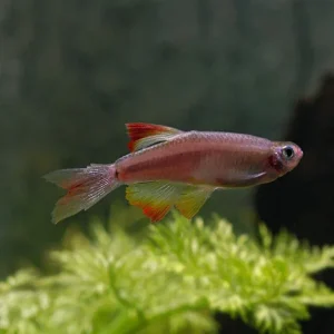 Long Fin White Cloud