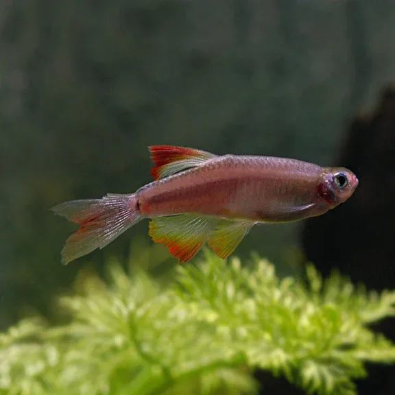 Long Fin White Cloud