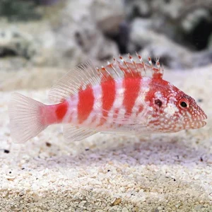 Blood Red Hawkfish