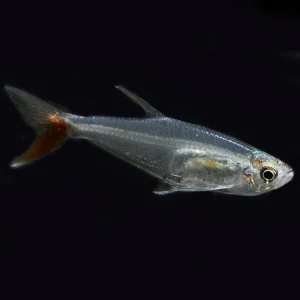 Filigree Bloodfin Tetra