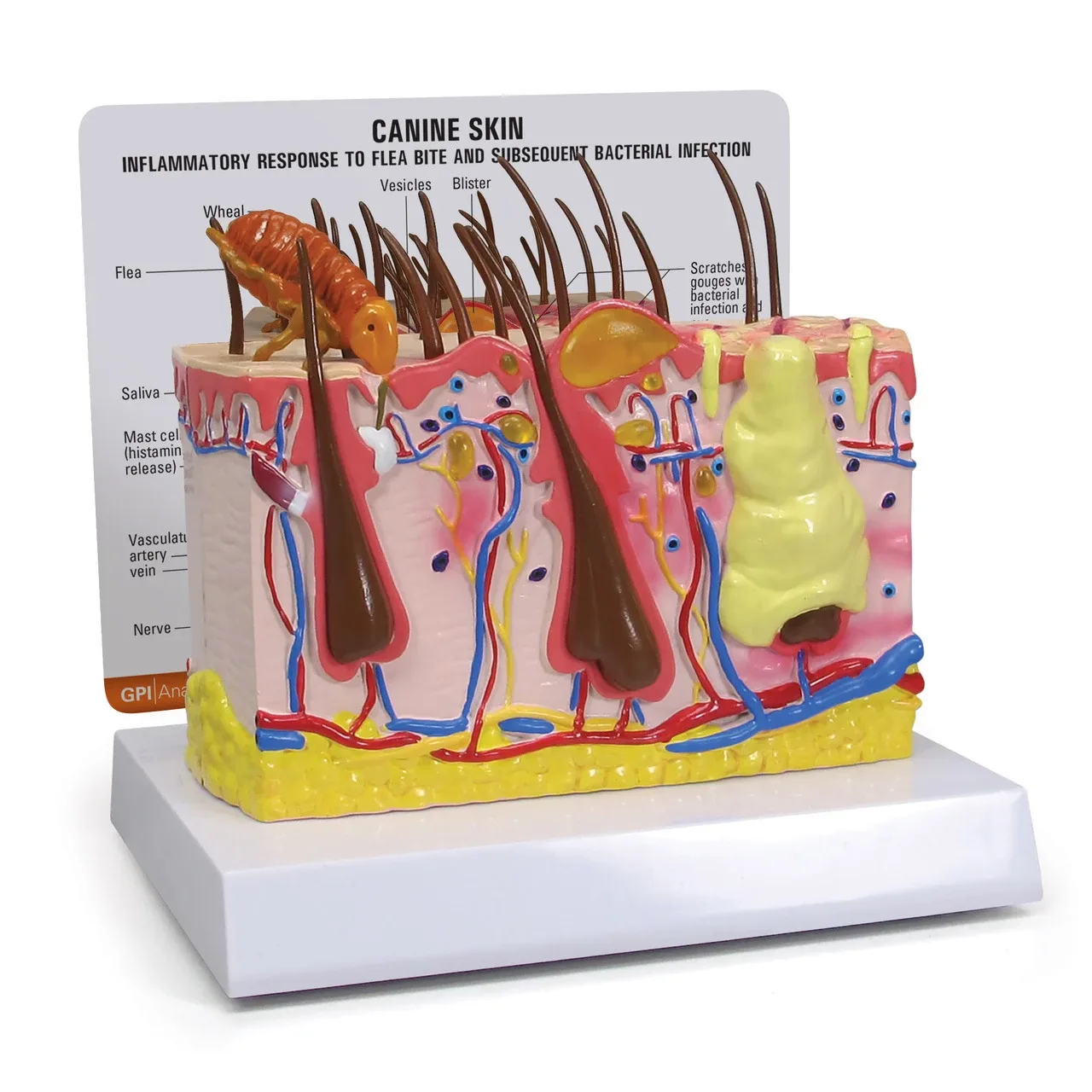 GPI Canine Skin Flea Model