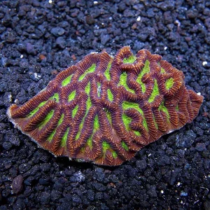 Brain Worm Platygyra Coral