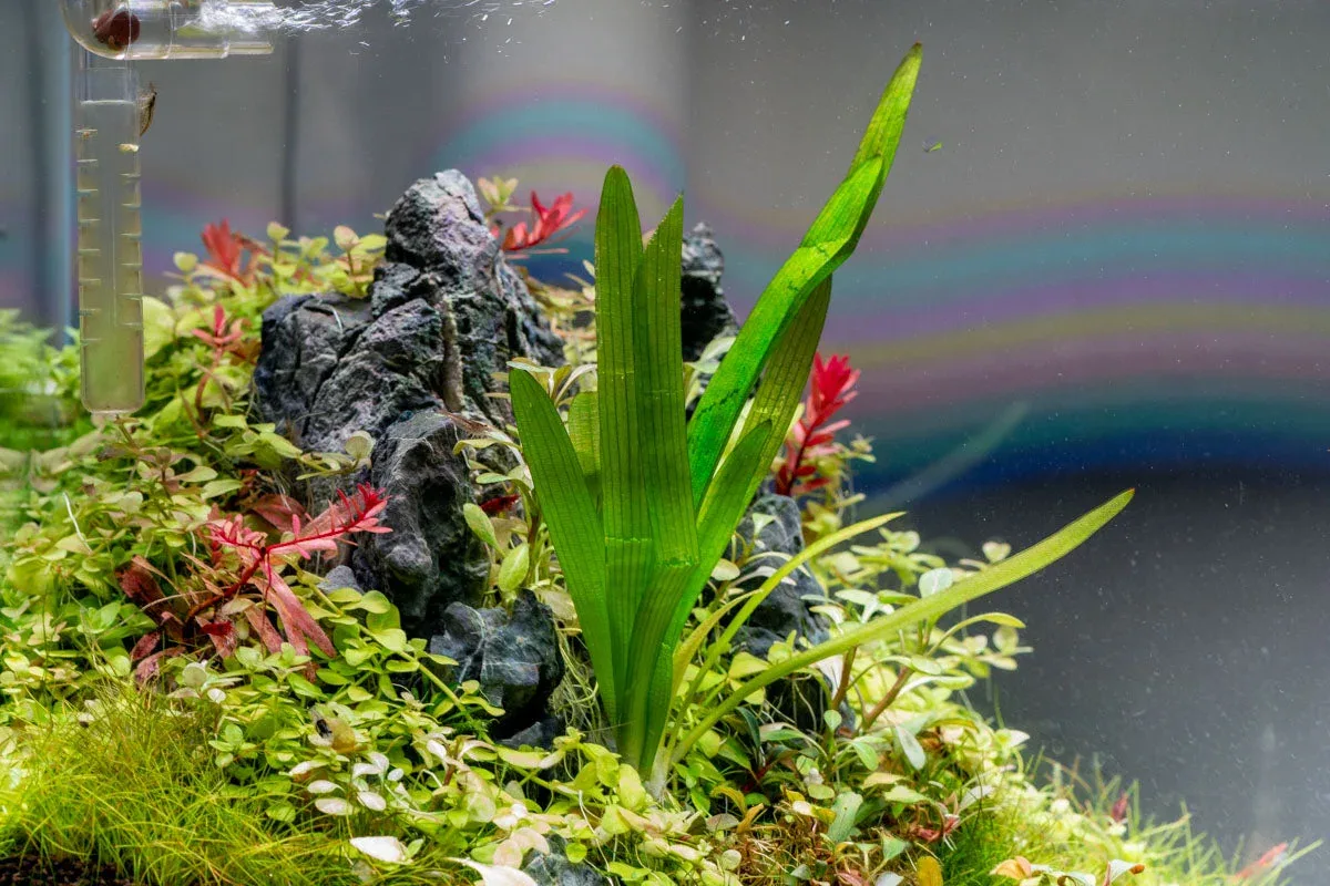 Sagittaria Platyphylla - Image 2