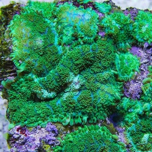 Green Bullseye Rhodactis Mushroom Coral