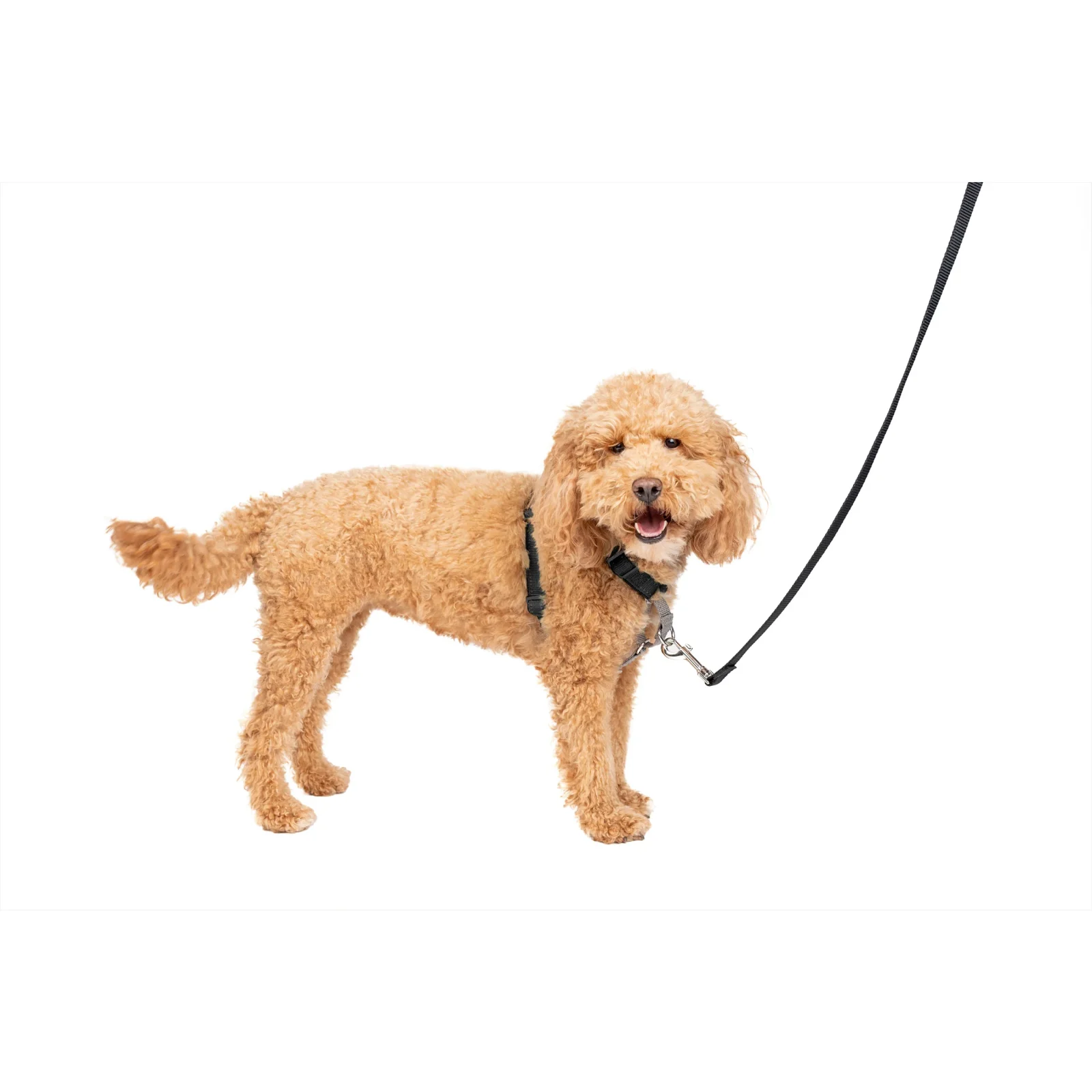Easy Walk® 3 in 1 Harness - Image 2