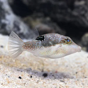 Bennett's Sharpnose Puffer