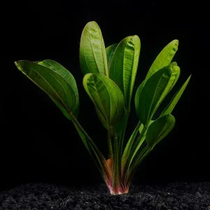 Red Pearl Plant