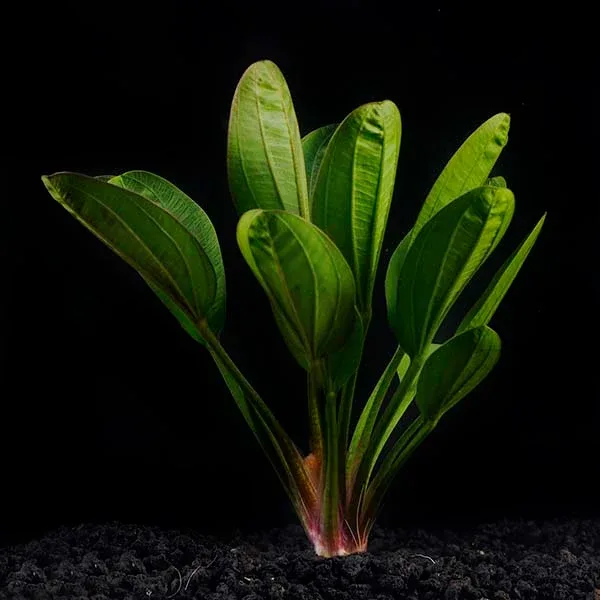 Red Pearl Plant