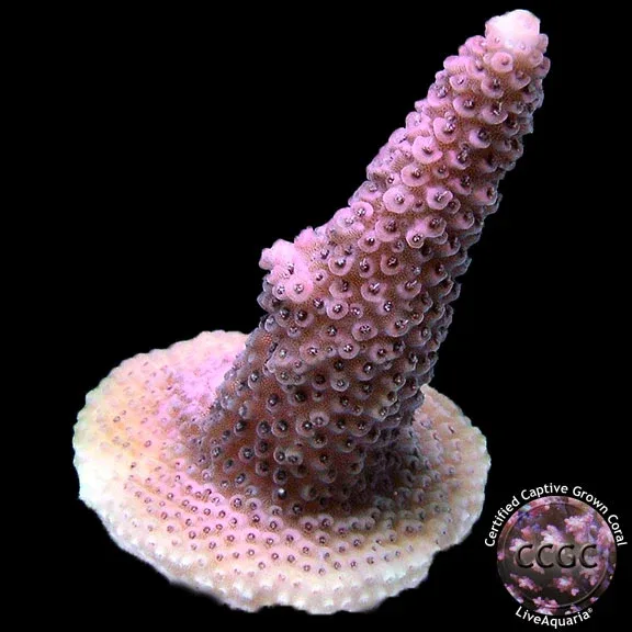 LiveAquaria® CCGC Aquacultured Rusty Pink Milleopra Coral