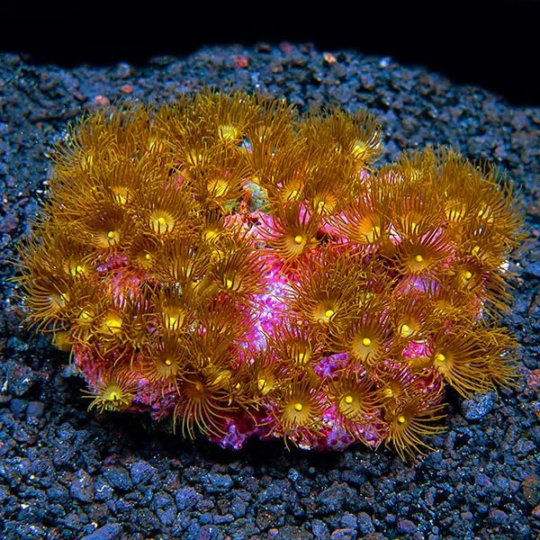 Colony Polyp, Yellow