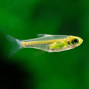 Green Kubotai Rasbora