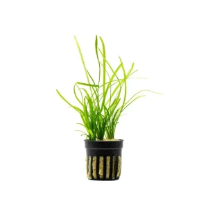 Sagittaria Pusillus