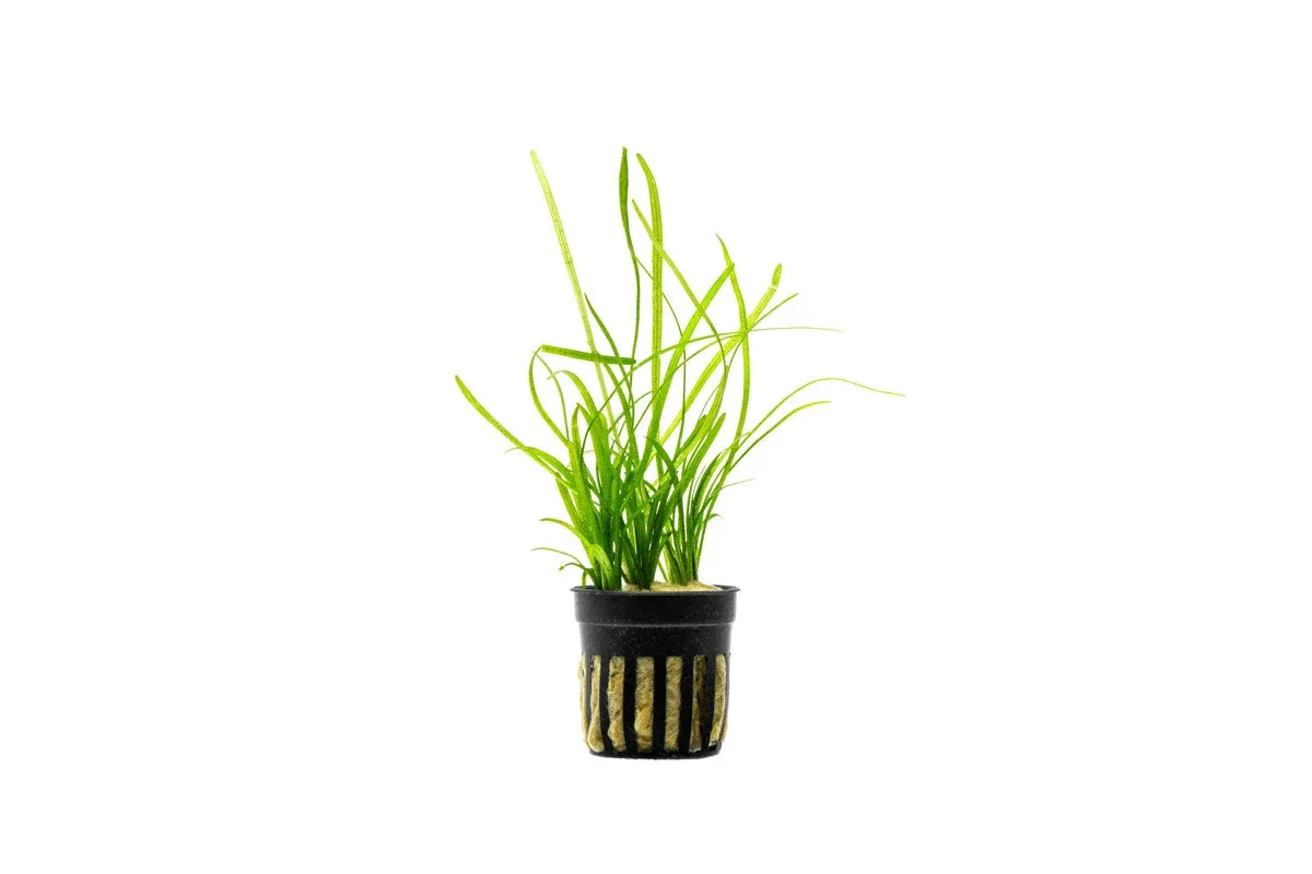 Sagittaria Pusillus