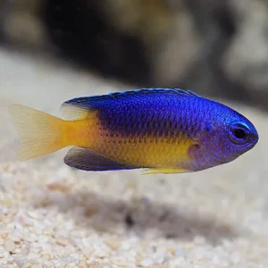Blue and Gold Damselfish
