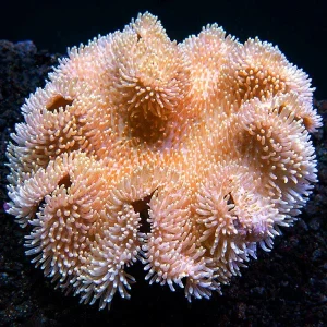 Toadstool Mushroom Leather Coral, Yellow & White