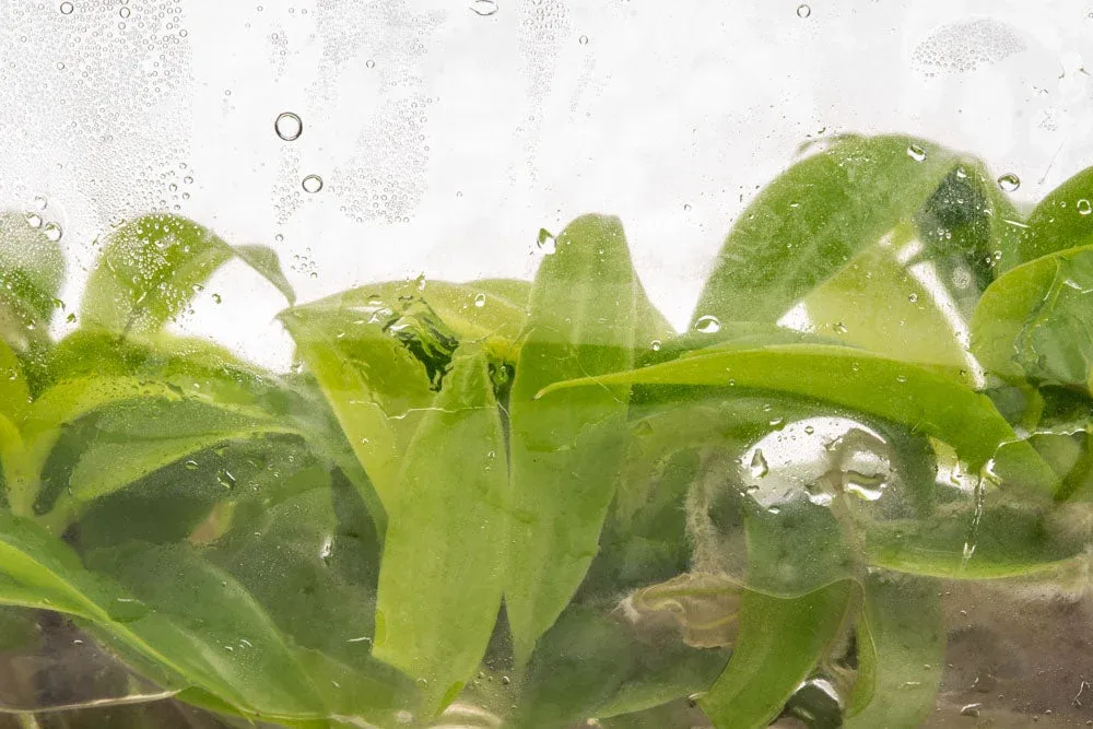 Philodendron Golden Saw - Image 2