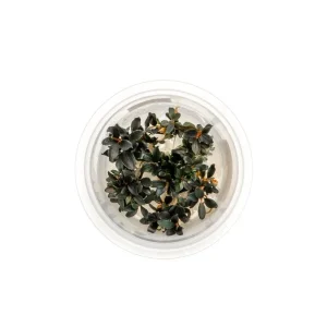 Bucephalandra Kedagang Japan Aquatic Farmer Tissue Culture
