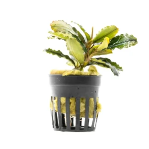 Bucephalandra Rainbow Marble Pot (Farmed)