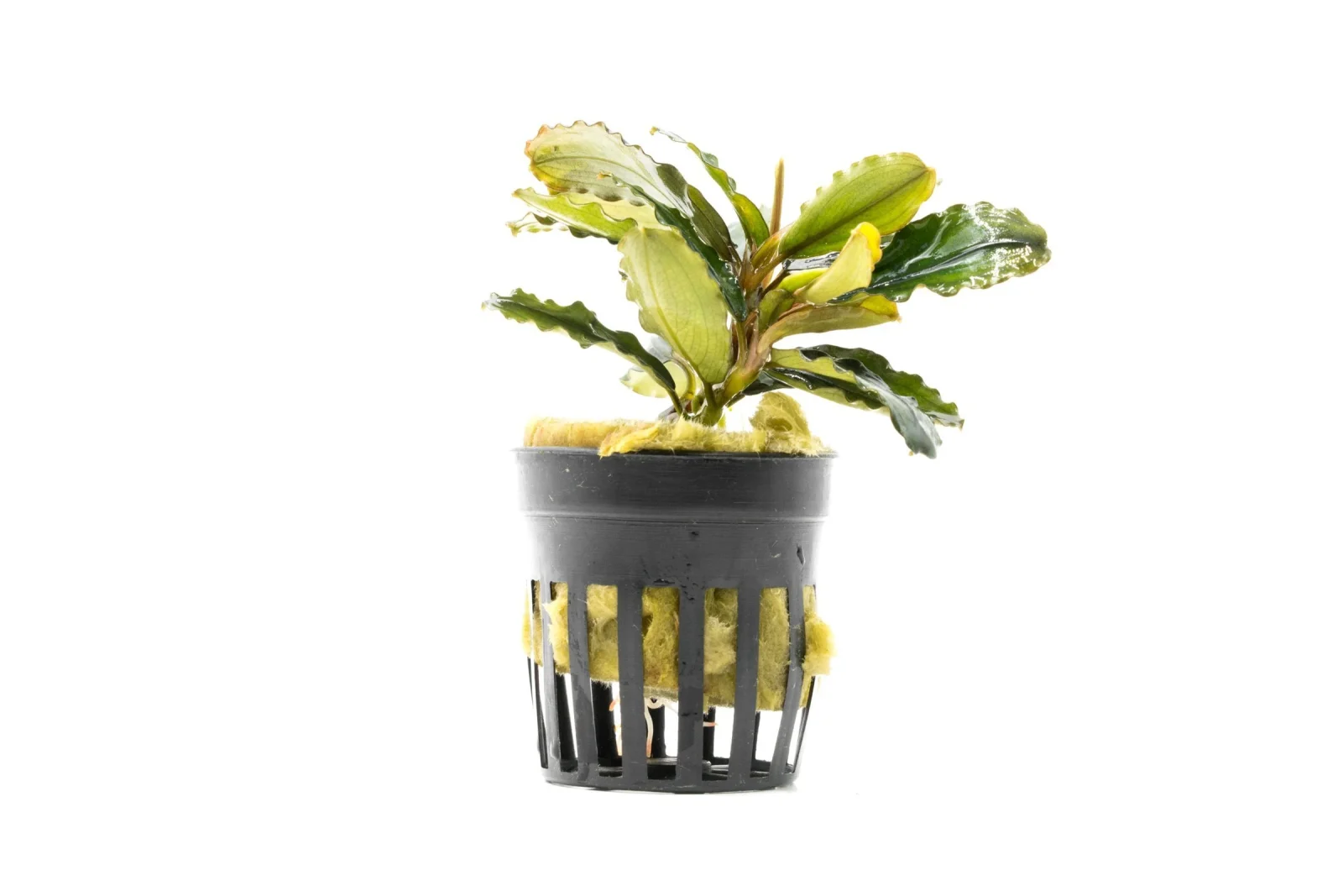 Bucephalandra Rainbow Marble Pot (Farmed)