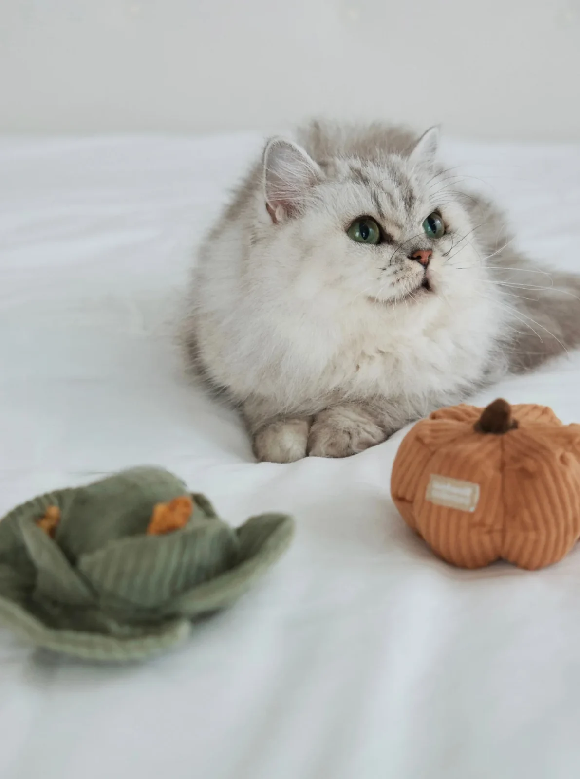 KITTY VEGGIE CATNIP SET