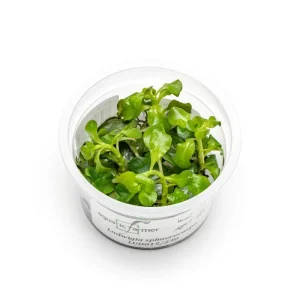 Ludwigia Palustris Sphaerocarpa Aquatic Farmer Tissue Culture