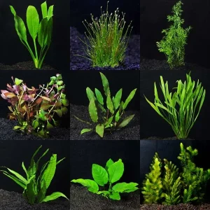 Aquarium Plant Pack - Deluxe 100 Gallons