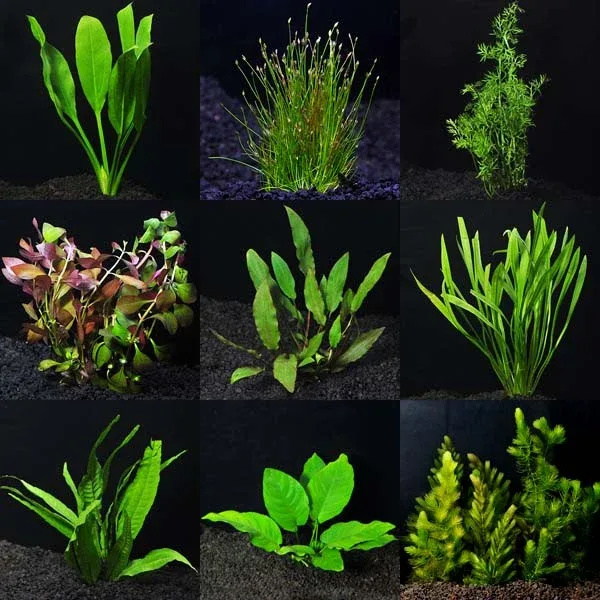 Aquarium Plant Pack - Deluxe 100 Gallons