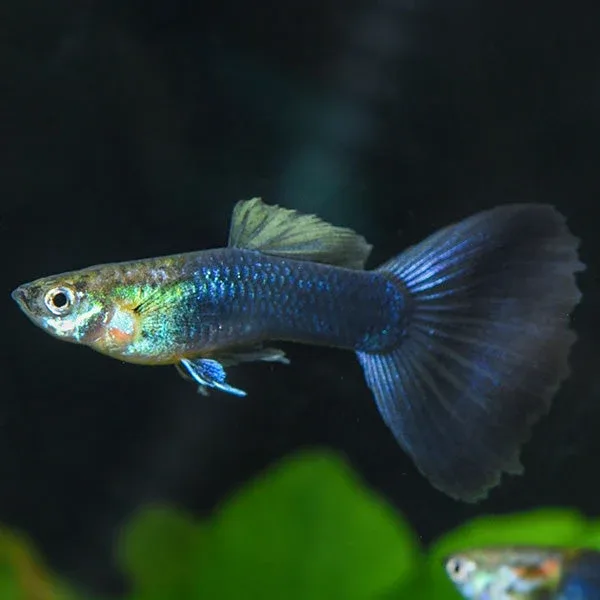 Half Black Guppy, Male