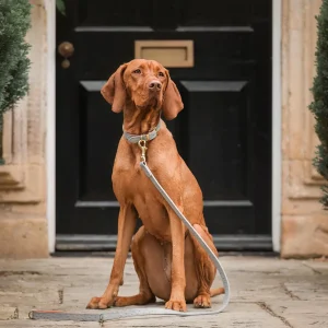 Ostrich Leather Dog Lead in Grey & Orange by Lords & Labradors