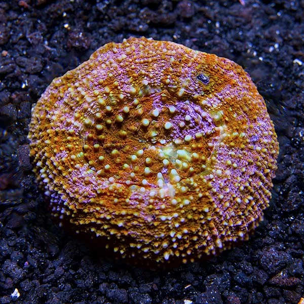 Donut Coral - Image 2