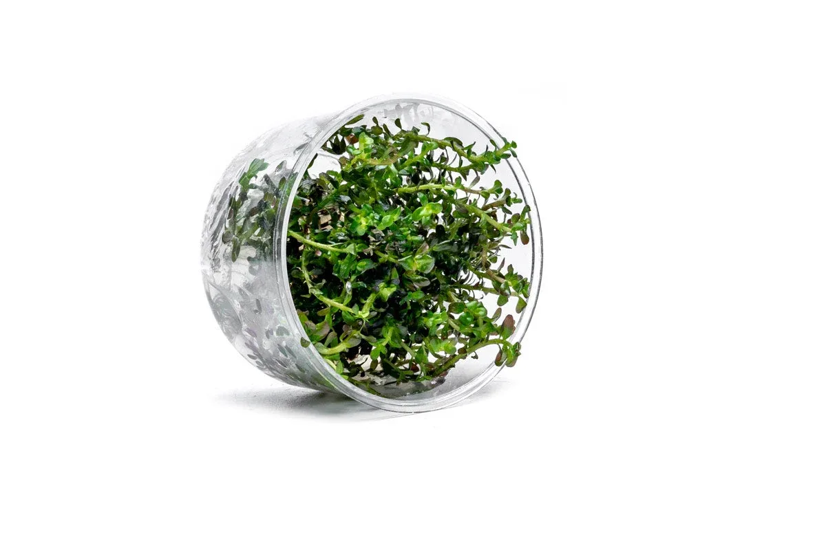 Rotala Colorata UNS Tissue Culture - Image 2