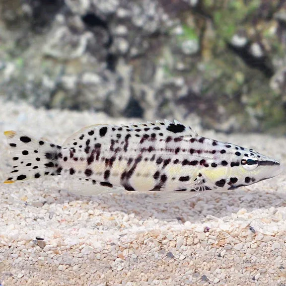 Harlequin Bass