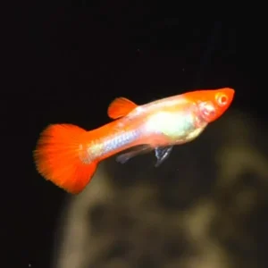 Albino Koi Guppy, Male